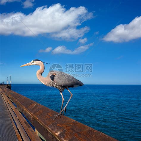 太陽港 寵物|《太阳港》喂养动物方法